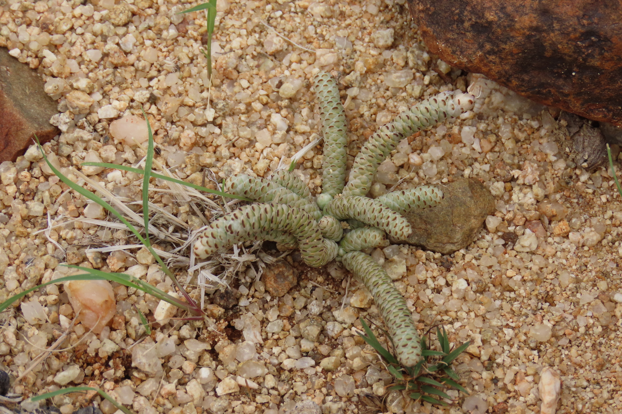 Avonia albissima