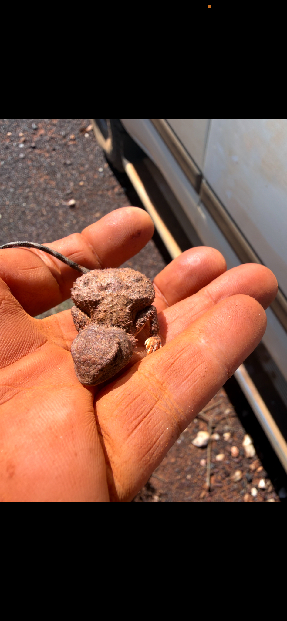 Goldfields Pebble-Mimic Dragon photo 2