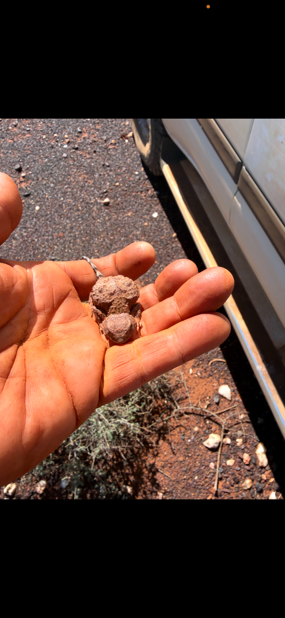 Goldfields Pebble-Mimic Dragon photo 3