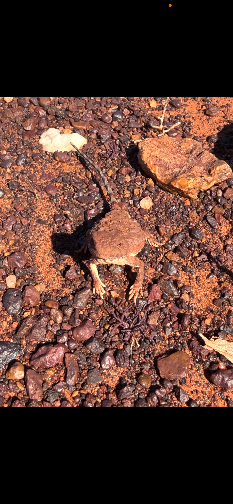 Goldfields Pebble-Mimic Dragon photo 4