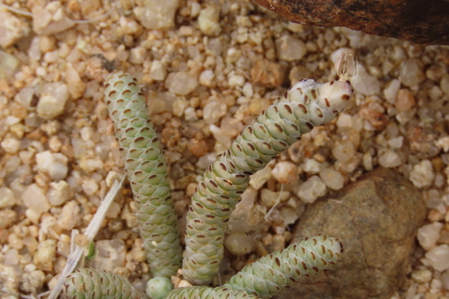 Avonia albissima