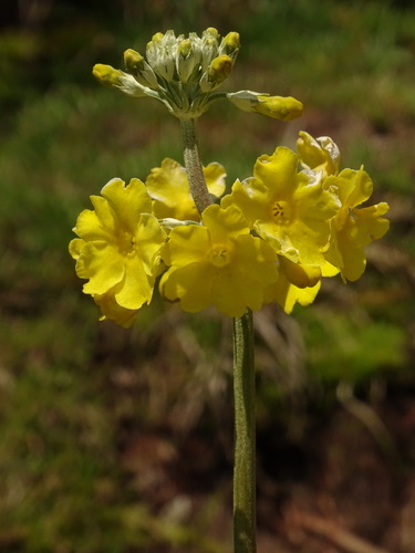 Image of Primula prolifera by (c) Siddarth Machado, some rights reserved (CC BY)