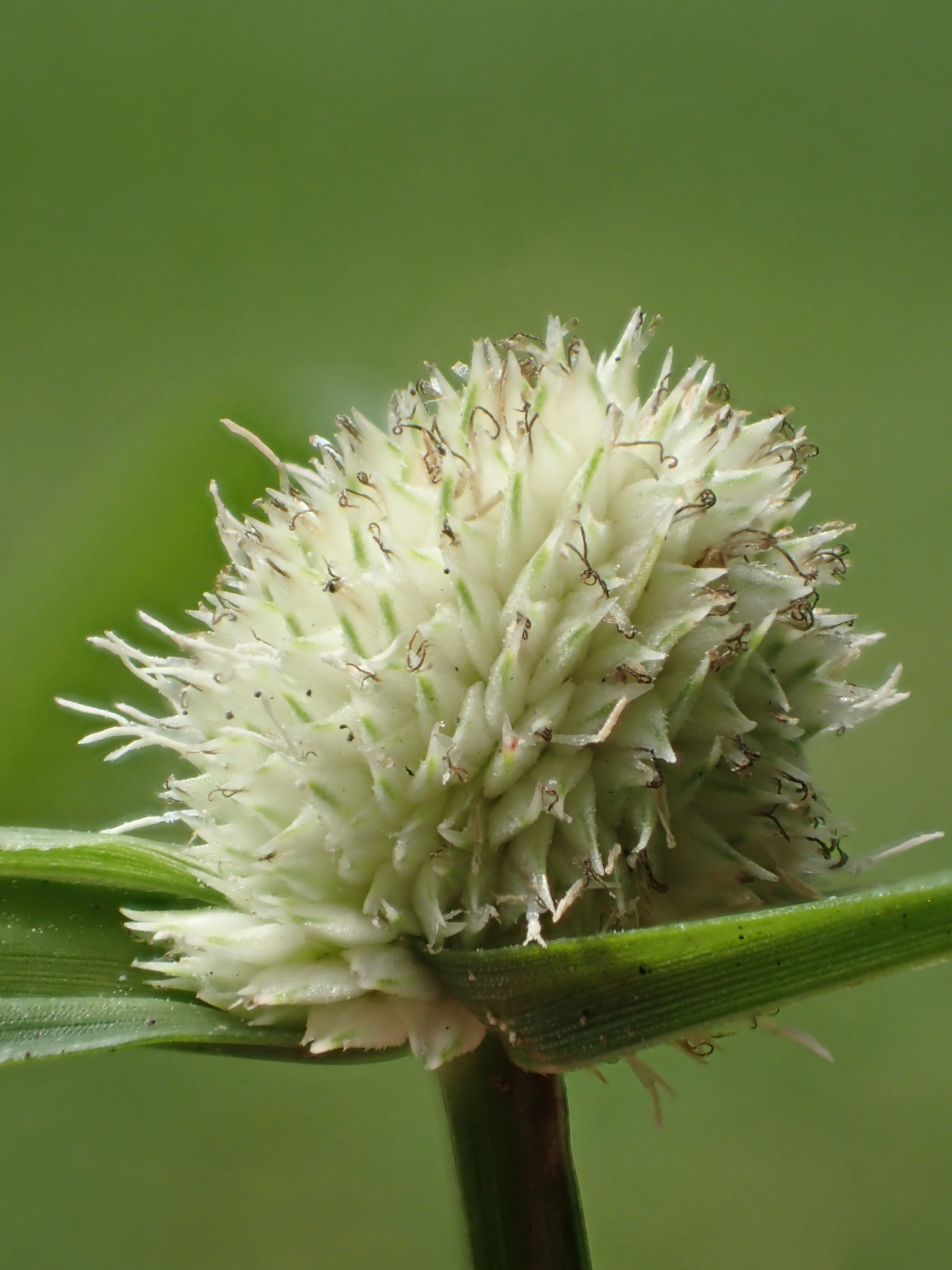 Cyperus mindorensis