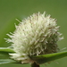Whitehead Spikesedge - Photo no rights reserved, uploaded by 葉子