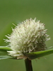 Whitehead Spikesedge - Photo no rights reserved, uploaded by 葉子