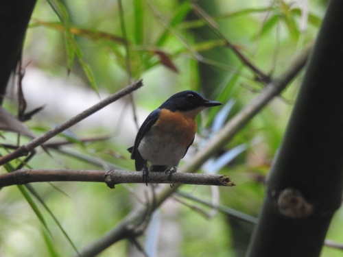 Palawan Blue Flycatcher (Cyornis lemprieri), photo 2