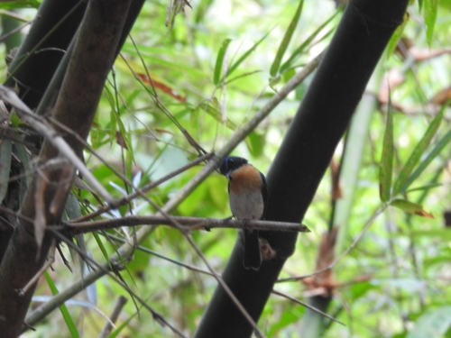 Palawan Blue Flycatcher (Cyornis lemprieri), photo 3