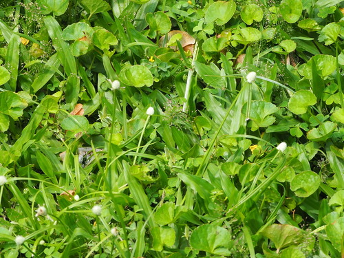 Cyperus mindorensis