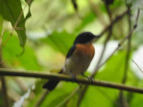 Palawan Blue Flycatcher (Cyornis lemprieri), photo 9