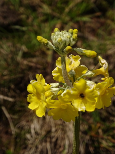 Image of Primula prolifera by (c) Siddarth Machado, some rights reserved (CC BY)