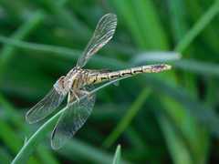 Crenigomphus hartmanni