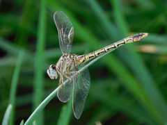 Crenigomphus hartmanni