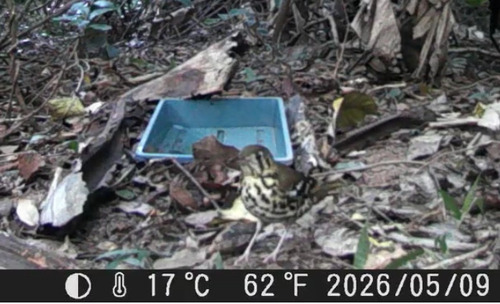 Spotted Ground Thrush (Geokichla guttata), photo 7