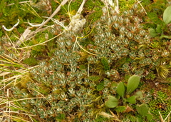 Montitega dealbata