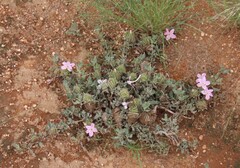 Barleria lichtensteiniana, photograph author not stated, no rights reserved