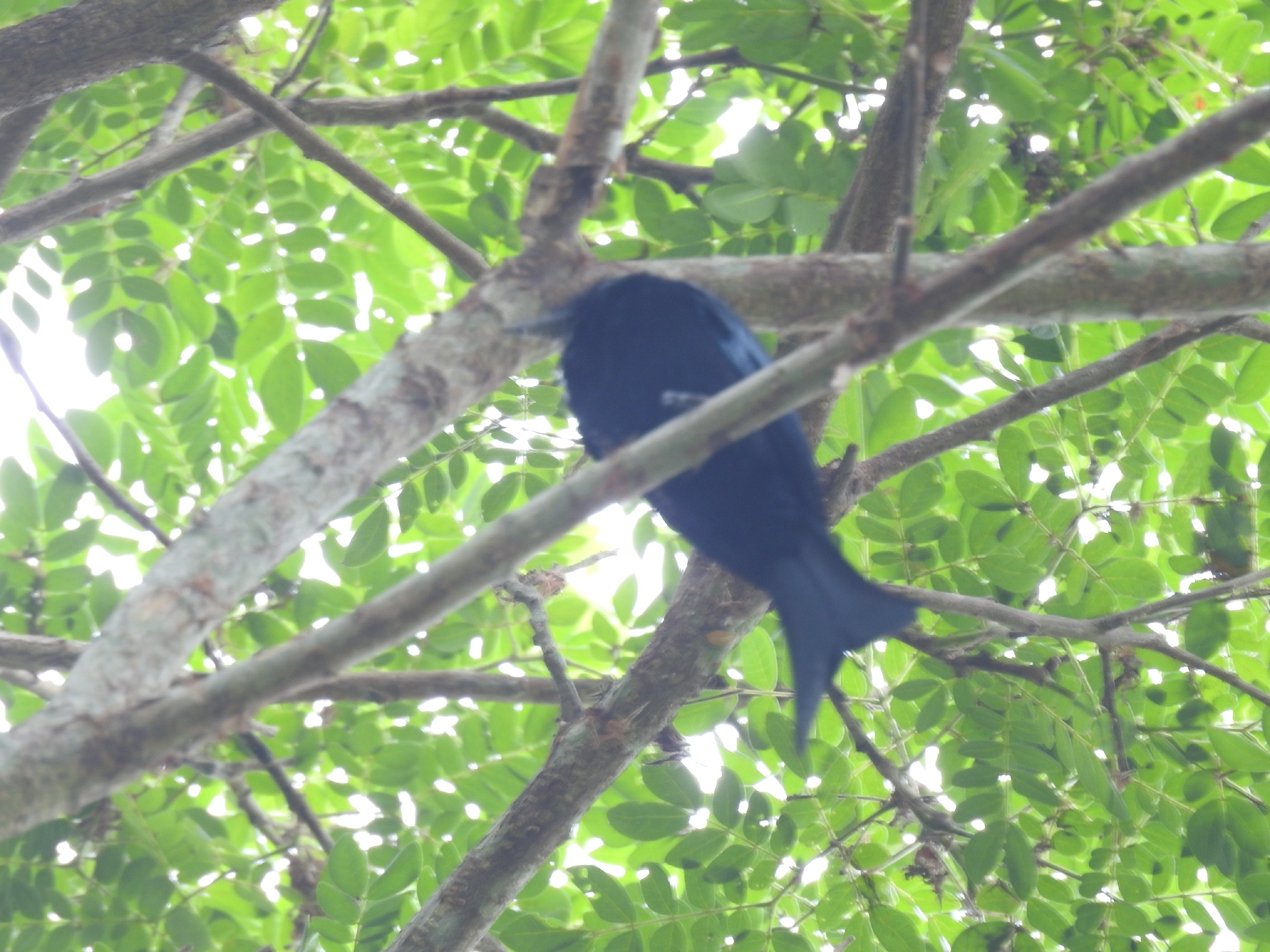 Palawan Drongo (Dicrurus palawanensis), photo 1