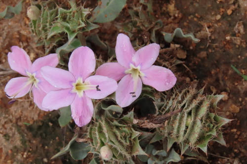 Barleria lichtensteiniana