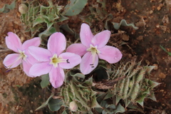 Barleria lichtensteiniana