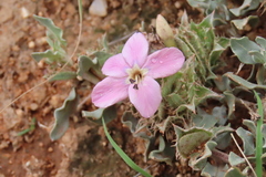 Barleria lichtensteiniana, photograph author not stated, no rights reserved