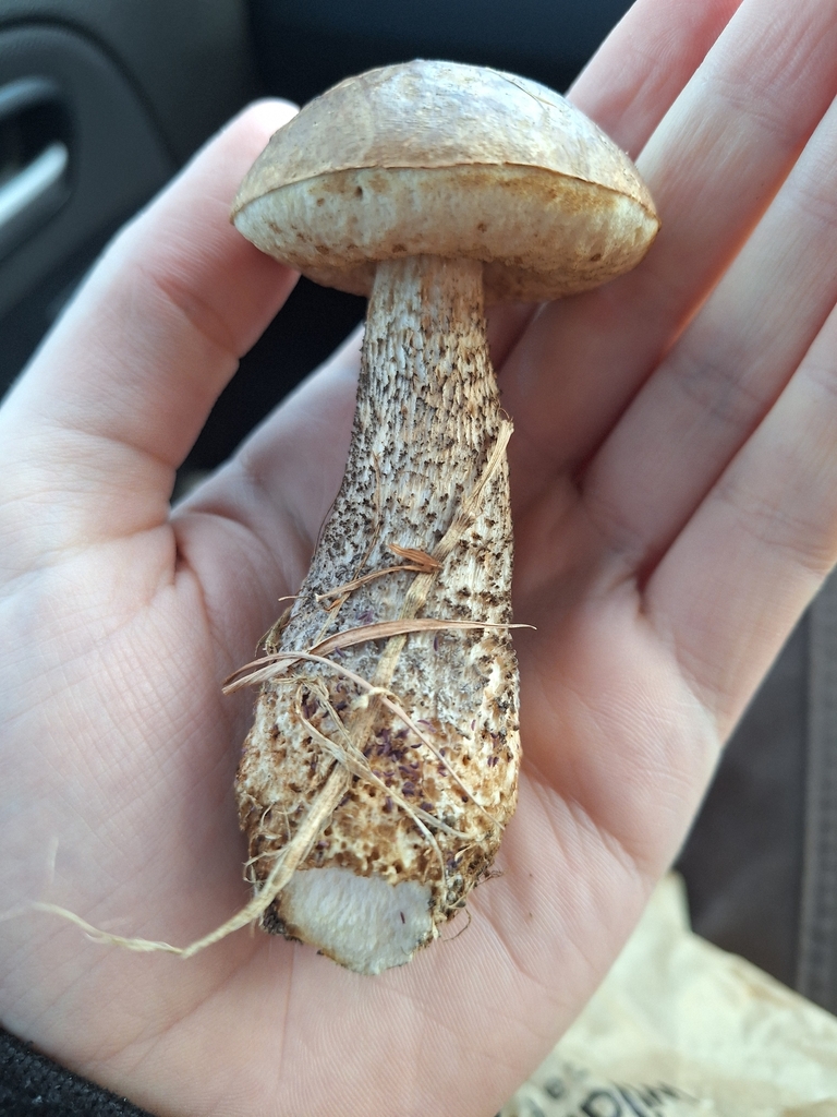 Leccinum scabrum · May 2026 · photo: © joedillon (iNaturalist, cc-by)