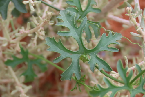 Kedrostis africana