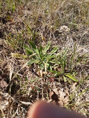 Holosteum umbellatum