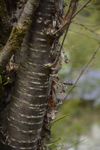 Prunus rufa, photograph 5