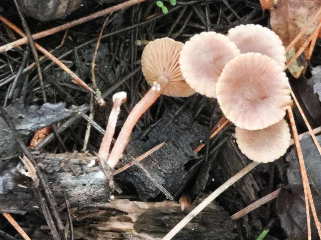 Tubaria conspersa · May 2026 · photo: © jose_castro (iNaturalist, CC)