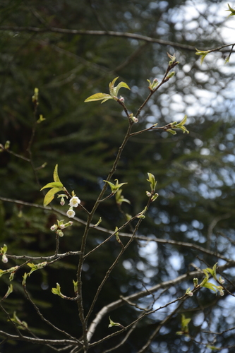 Prunus rufa