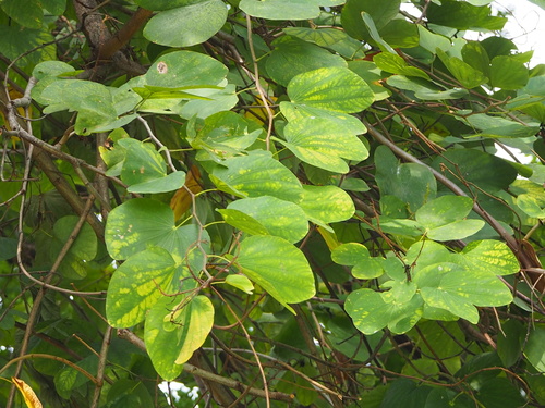 Bauhinia × blakeana