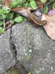 Trigonotis peduncularis