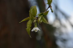 Prunus rufa