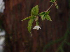 Prunus rufa