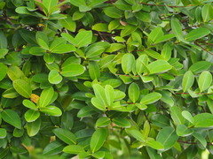 Machilus obovatifolia