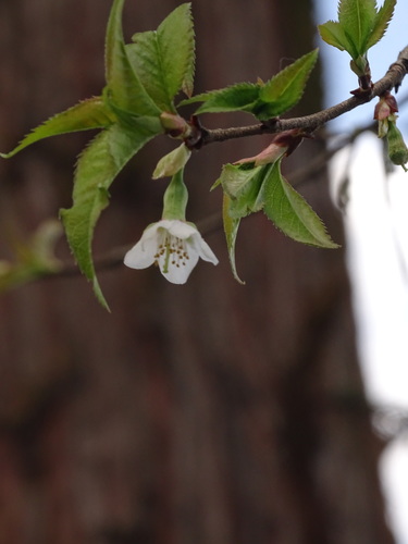 Image of Prunus rufa by (c) Siddarth Machado, some rights reserved (CC BY)