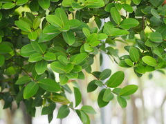 Machilus obovatifolia