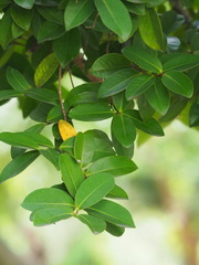Machilus obovatifolia