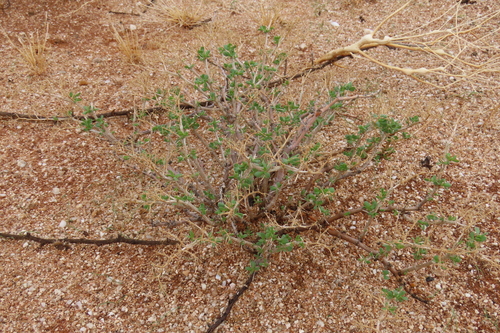 Tetraena decumbens