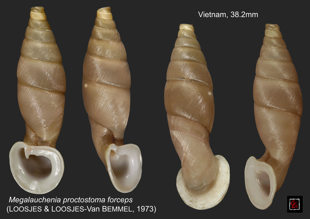 Megalauchenia