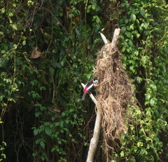 Cymbirhynchus macrorhynchos