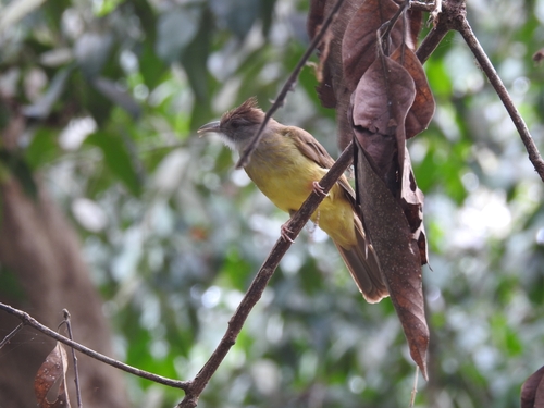 Palawan Bulbul (Alophoixus frater)