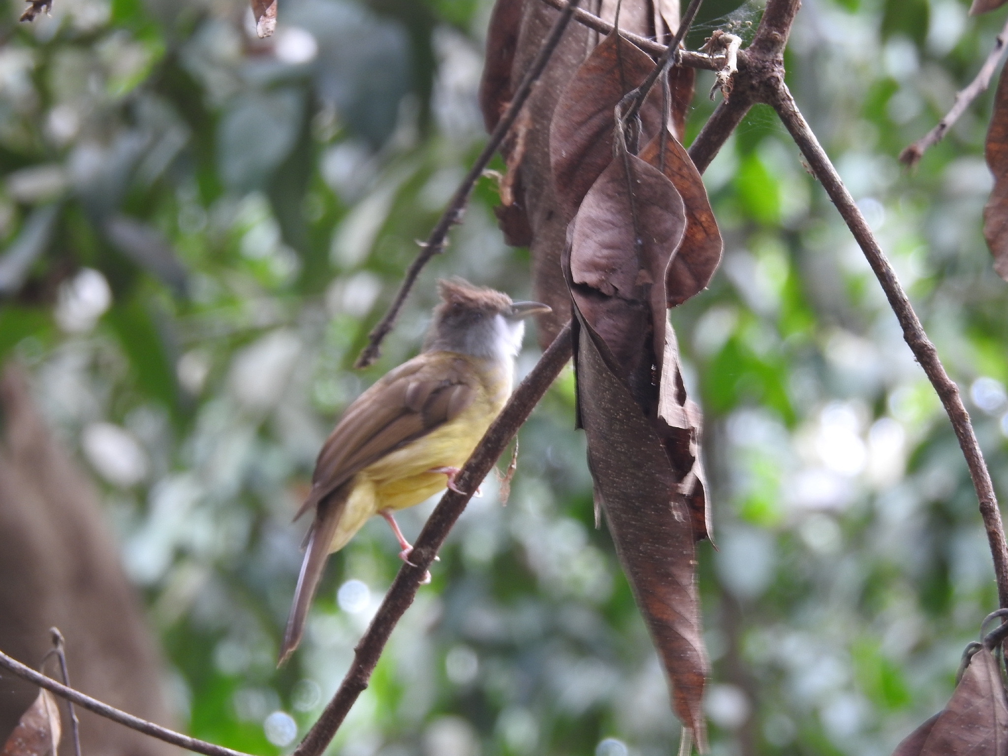 Palawan Bulbul (Alophoixus frater), photo 2