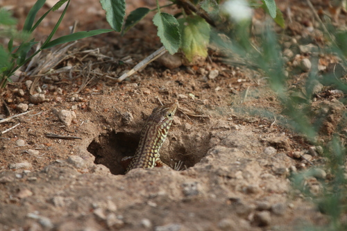 Common Long-tailed Lizard, Latastia longicaudata