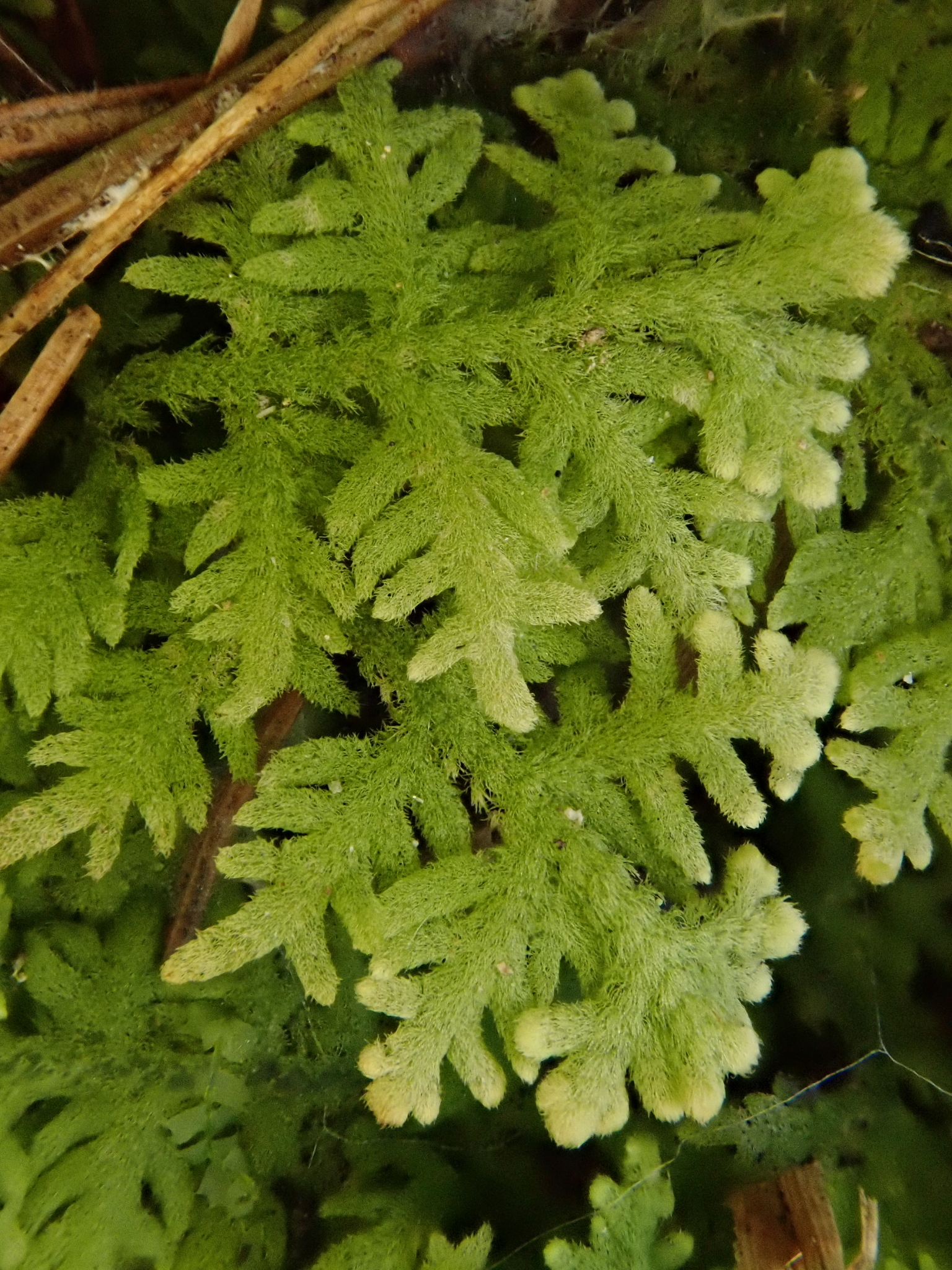 Trichocolea