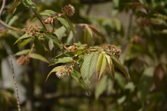 Prunus himalayana