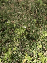 Veronica polita lilacina