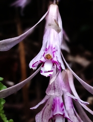 Cremastra appendiculata