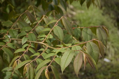 Prunus himalayana