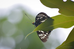 Euripus nyctelius