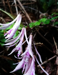 Cremastra appendiculata